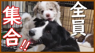 【生後46日目】11頭(成犬4頭と子犬7頭)が集合した結果…😅【ボーダーコリー】