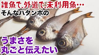 雑魚で外道で未利用魚…ハタンポのうまさを丸ごと伝えたい。