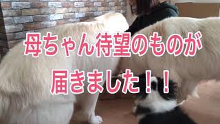 待ちに待った可愛い物で嬉しい飼い主と、あまり嬉しくないシェパード犬達の温度差が激しい