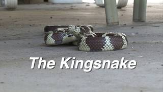 Kingsnake Behavior: What You Need to Know