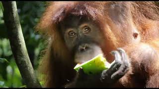 BUKIT LAWANG, SUMATRA,INDONESIA