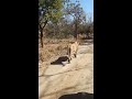 gir national park lion forest jungle safari attack prey hunting cubs