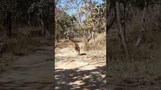 Gir national park lion forest jungle safari attack prey hunting cubs