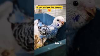 30 Days in 60 Second Budgie Growth Stages