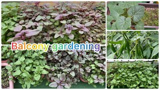 আমার বারান্দা বাগান ২০২২Balcony Gardening #sheemabanglavlog