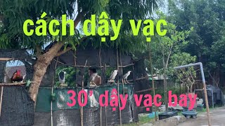 30’ dậy vạc bay buổi sáng( luyện vạc diều)