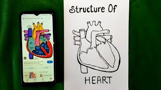 how to draw the diagram of heart step by step | most important diagram class 10th CBSE board  2025