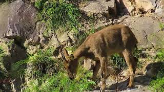 Himalayan ghoral