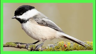 Black-capped Chickadee Song! Sound! Call! - Carbonero Cabecinegro Canto - Poecile Atricapillus
