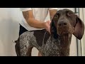 7 Reasons Why My Dog Is Just Like A Toddler | German Shorthaired Pointer | GSP Dog