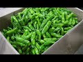 ahmedabad wholesale vegetable market 20 january 2025 अहमदाबाद सब्जी मंडी मे सब्जी के भाव...