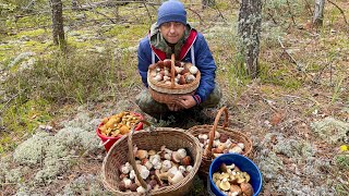 ГРИБНИК НАБРАЛ БОРОВИКОВ ТАК МНОГО, ЧТО НЕ УНЕСТИ! Грибы