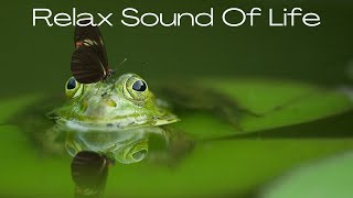 DORMIR en 3 mn - CHANT DE GRENOUILLES et d'oiseaux - ASMR Relaxation Nature