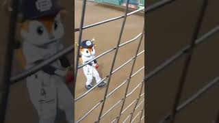 オリックスバファローズ球団マスコットブル＆ベル