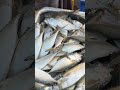 കിടുക്കാച്ചി അയല trending beach ktnifishcentre seafood fishing ktfishshop fish motivation