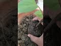 Scarlet sage plant repotting #shorts #viral #gardeningshorts #scarletsage #floweringplants