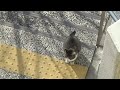 cat video 伊丹スカイパークの猫の動画 2016xxxx 071■音声入り