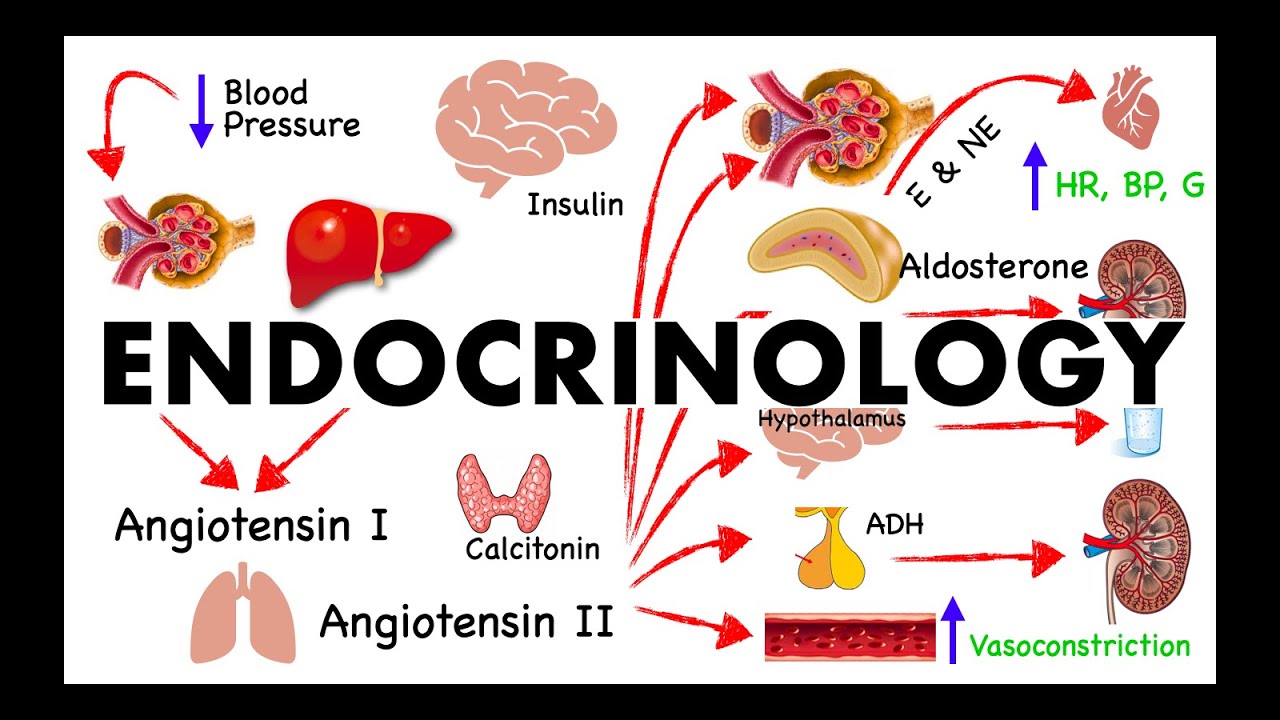 Endocrine System Lecture Human Anatomy And Physiology - YouTube