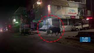 എടക്കര ടൗണിൽ കാട്ടുപോത്ത് | Edakkara | Wild Buffalo