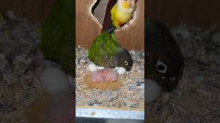 2024/05/17 雛の確認ごめんねー#ウロコインコ#shorts#ウロコインコ里親募集