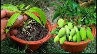 Since using this method, mango trees can reproduce faster. / How to grow mangoes in Aloe Vera 100%