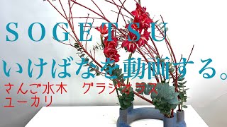 さんご水木をためてみる。sogetsu ikebana arrangement No.217