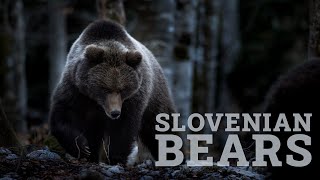 I photographed the Slovenian bears in the mountains 🐻