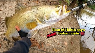 PANIK BUKAN MAIN !!! Umpan di Sambar Ikan Barramundi Babon