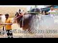 4 ఒంగోలు జాతి గిత్తలు అమ్మబడును ongole cattles for sale in pebbair ongole bulls videos oxen price ox