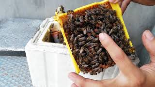 Duy Ong - Kiểm Tra Chúa Trong Hộp Phối Mini Bằng Xốp / Check the Queen Bee from Nuclear Beehive