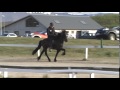 hrafn frá efri rauðalæk breeding show in 2014