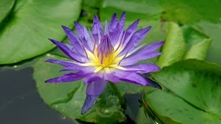 Blue water lily, Nymphaea flowering