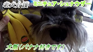 老犬介護（ミニチュア・シュナウザー）犬飯バナナ好きです