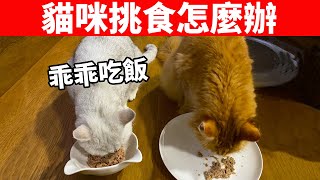 貓咪挑食怎麼辦？這一招能讓貓好好吃飯！【貓咪養護EP1】