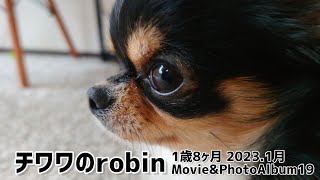 【アルバム】1歳8ヶ月☆チワワのMovie \u0026 PhotoAlbum19☆2023年1月