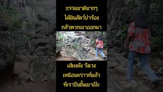 เขตห้ามล่าสัตว์ป่าถ้ำผาท่าพล จ.พิษณุโลก #youtube #unseen #viral   #ฝากกดติดตามด้วยนะคะ