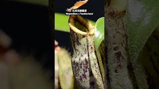 花虎克豬籠草 Nepenthes x hookeriana