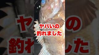 アジュール舞子でヤバすぎる魚が釣れました #shorts