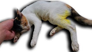 NTN - Cứu Mèo Bị Trộm Đánh Gãy Chân (Rescue The Stolen Cat Breaking His Leg)