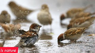 Beautiful Bath of Smart Chittu Kuruvi