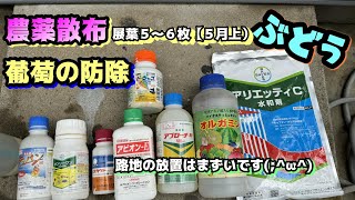 ５月上ぶどう農薬散布、展葉５～６枚（防除）シャインマスカット、クイーンニーナで半分ほったらかし葡萄、芽かき、敵房も、家庭菜園ぶどう栽培ですアリエッティー水和剤