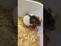 rat mom giving birth shorts shortsclip youtubeshorts youtube rats