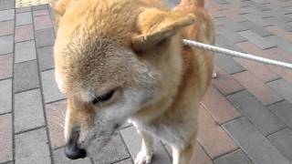 柴犬＠トレッサ横浜 2 Shiba Inu