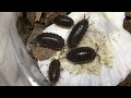 porcellio laevis from the sonoran desert