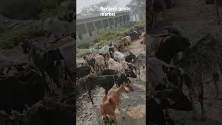 bargarh market, goats 🐐, Rajasthani goats 🐐🐑🐐#goat #short2023