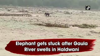 Elephant gets stuck after Gaula River swells in Haldwani