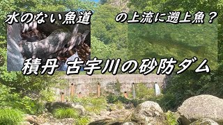 【 サクラマス アメマス 】水のない魚道の上に魚がいた 神恵内村 古宇川 2021秋