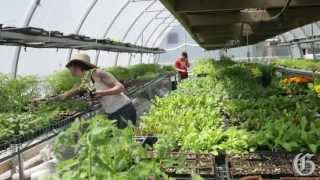 Growing fruit trees in the city