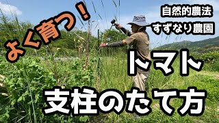 【やってみよう】vol.128 トマト支柱のたて方 その１。4本支柱で大玉トマト1本仕立て、ミニトマト2本仕立てのつくり方をお見せします。【自然的農法】