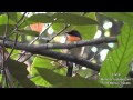 Birds At Rainforest With Beautiful Bird Songs